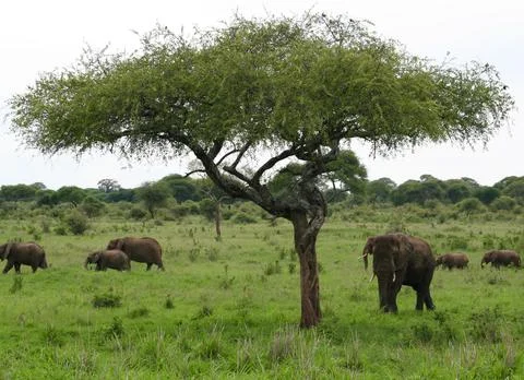 Elephants Stock Photos