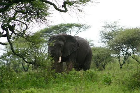 Elephants Stock Photos