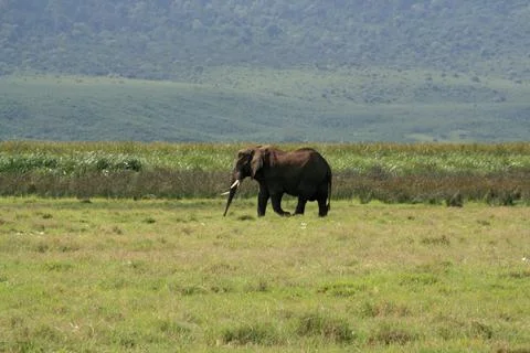 Elephants Stock Photos