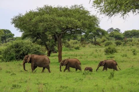 Elephants Stock Photos