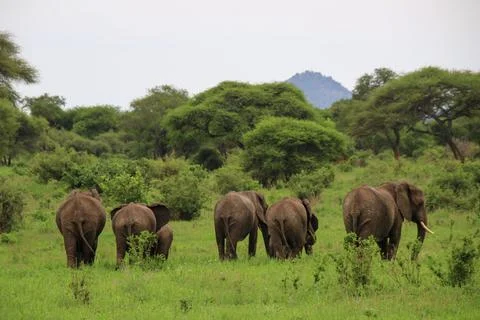 Elephants Stock Photos