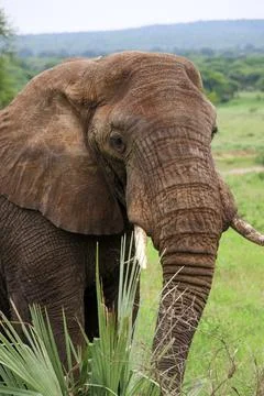 Elephants Stock Photos