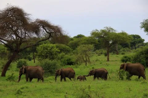 Elephants Foto stock