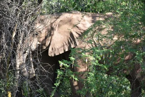 Elephants Stock Photos