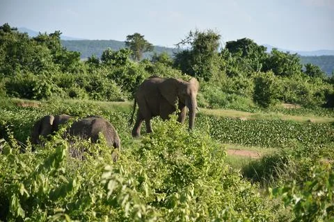 Elephants Stock Photos
