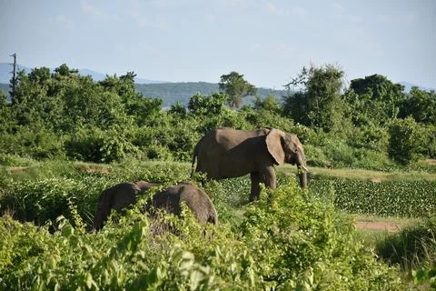 Elephants Stock Photos