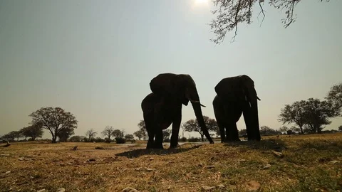 Elephants picking up seed pods 스톡 동영상 119260667