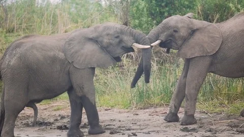 Elephants play-fighting Stock Footage 74418524