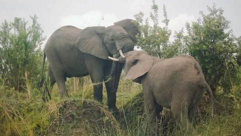 Elephants play-fighting Stock Footage 74418541