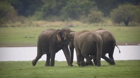Elephants play fighting in nature park in Sri Lanka Stock Footage 104123353