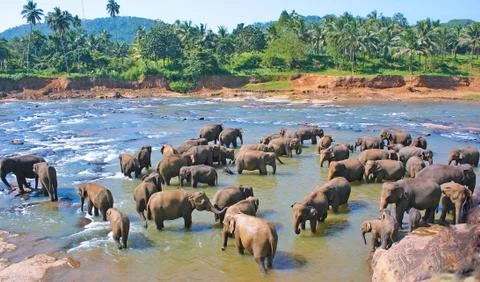 Elephants play Stock Photos