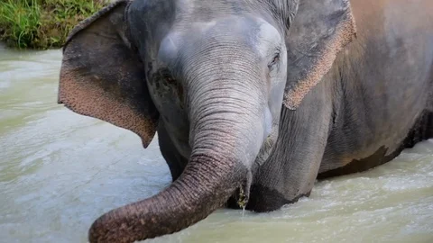 Elephants Play in Pond Vídeo Stock 86198328