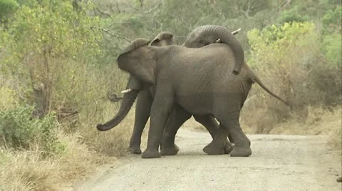 Elephants playing around on the road Vídeos de archivo 12355531
