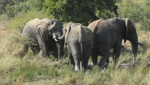Elephants playing Stock Footage 11400968