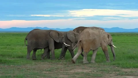 Elephants playing Stock Footage 134093207