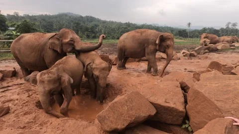 Elephants playing 動画素材 160128352