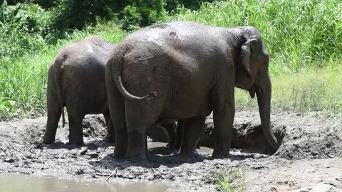 Elephants playing in mud Stock Footage 70287119