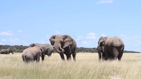 Elephants playing at a mud hole Vídeo Stock 75807318