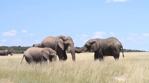 Elephants playing at a mud hole Video stock 76793932