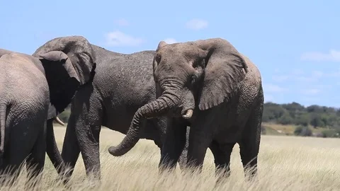 Elephants playing at a mud hole Vídeo Stock 78693851