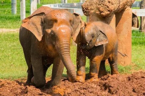 Elephants playing in mud Stock Photos
