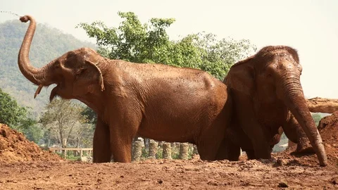 Elephants Playing In Mud In Thailand Two Trees Nature Park Stock Footage 92260742