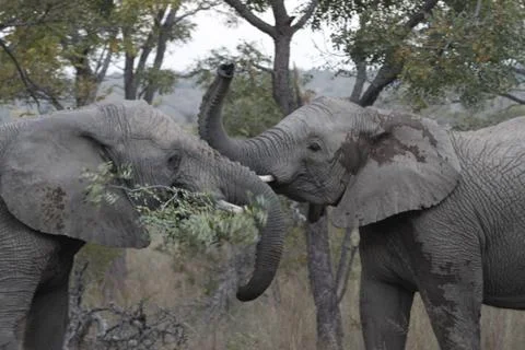 Elephants playing 스톡 사진