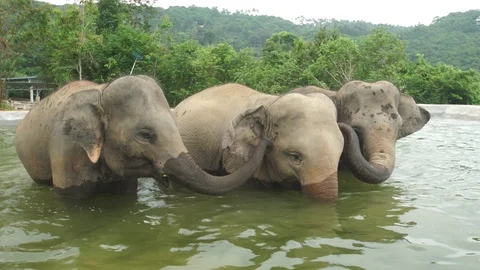 Elephants playing pool 4k Stock Footage 123157724