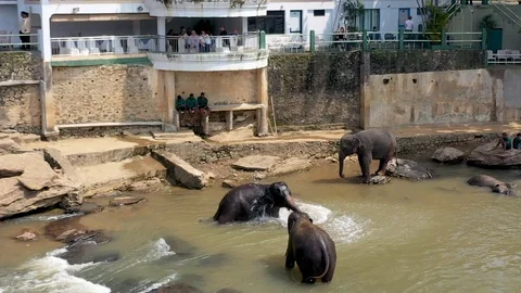 Elephants playing in the river w Stock Footage 99775346