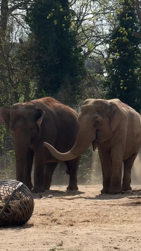 Elephants Playing with Their Trunks and Sand 動画素材 307224594