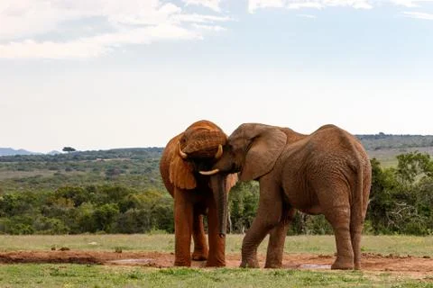 Elephants playing with their trunks Stock Photos