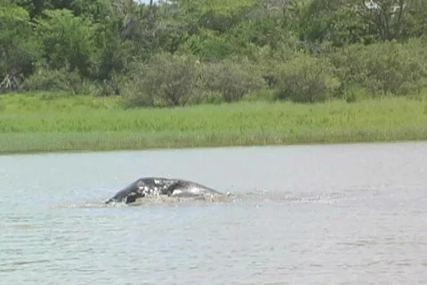 Elephants playing in water  Video stock 96589