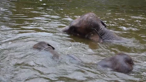 Elephants playing in water Stock Footage 85567670