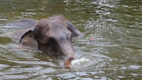 Elephants playing in water Stock Footage 85567675