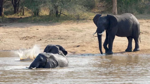 Elephants playing in the water. Stock Footage 159579455