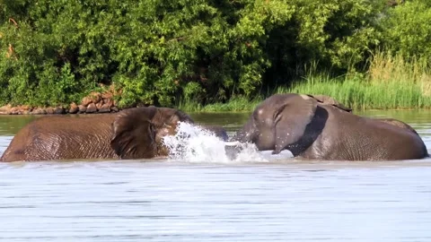 Elephants playing in water Video stock 270089235