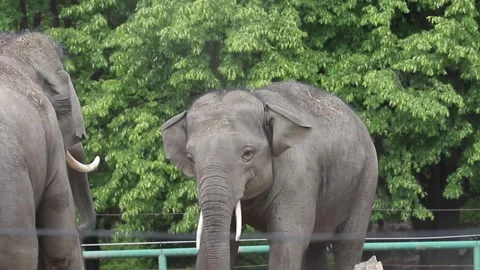 Elephants playing in the zoo Stock Footage 140285602