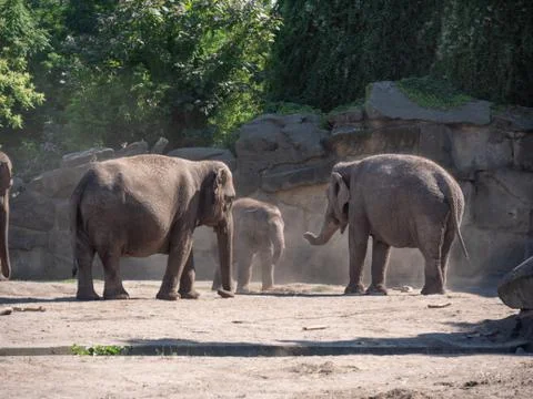 Elephants Playing in a Zoo Stock Photos