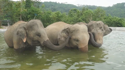 Elephants in pool 4k Stock Footage 122727835