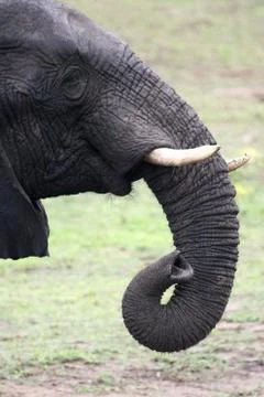Elephants portrait Stock Photos