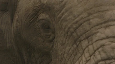 Elephant's profile Stock Footage 25239047