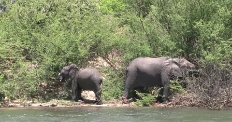 Elephants pulling branches to feed Vídeos de archivo 168323385
