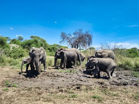 Elephants Relishing a Refreshing Mud Bath While Enjoying Natures Beauty and Foto stock