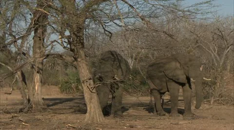 Elephants resting in shade Stock Footage 10817867