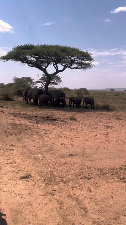 Elephants Resting Under Acacia Tree in Serengeti Vertical 9:16 Vídeo Stock 329591970