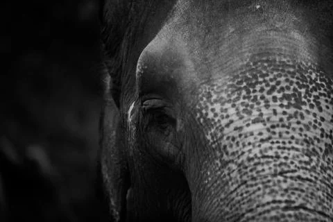 The elephants right eye  Stock Photos