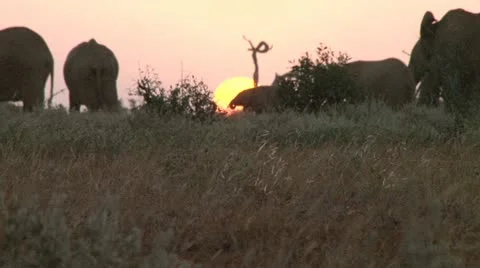 Elephants with a rising sun Stock Footage