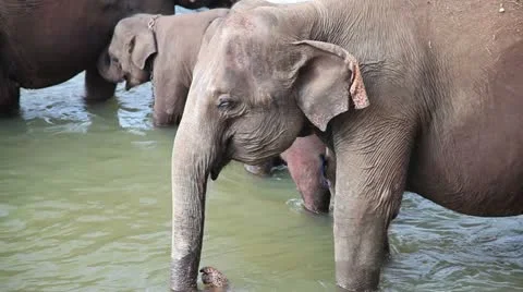 Elephants in the river 库存影片 20619973