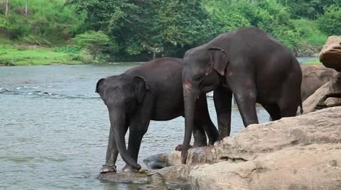 Elephants in the river 库存影片 20621426