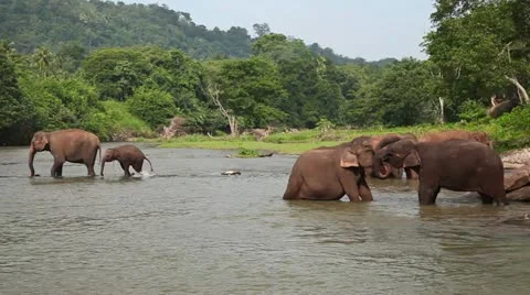 Elephants in the river 库存影片 20623580